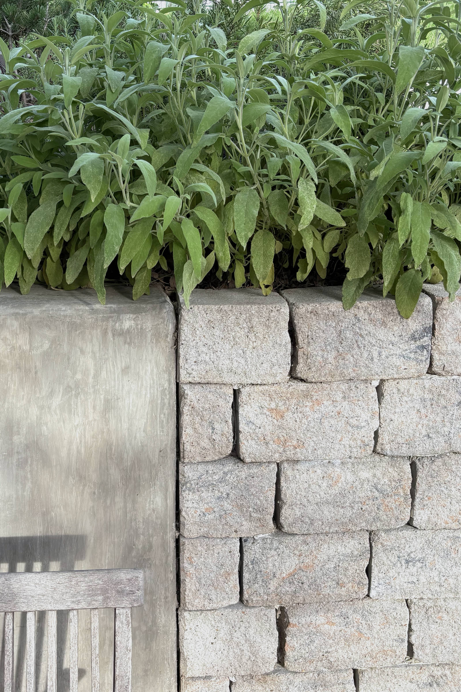 Detail der Terrassenmauer mit neuen Betonsteinen neben bestehender Sichtbetonwand. Im Vordergrund ein angeschnittener Holzstuhl, darüber üppig wachsender Salbei im warmen Abendlicht